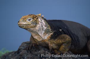 Galapagos land iguana, Conolophus subcristatus, South Plaza Island