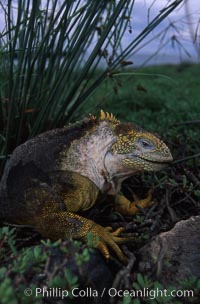 Galapagos land iguana, Conolophus subcristatus, South Plaza Island