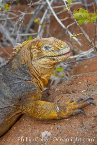 Galapagos land iguana, Conolophus subcristatus, North Seymour Island