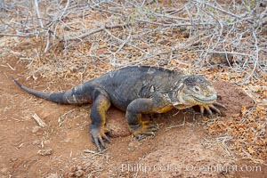 Galapagos land iguana, Conolophus subcristatus, North Seymour Island