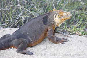 Galapagos land iguana, Conolophus subcristatus, North Seymour Island