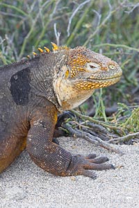 Galapagos land iguana. North Seymour Island, Galapagos Islands, Ecuador, Conolophus subcristatus, natural history stock photograph, photo id 16581