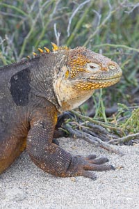 Galapagos land iguana, Conolophus subcristatus, North Seymour Island