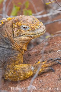 Galapagos land iguana, Conolophus subcristatus, North Seymour Island