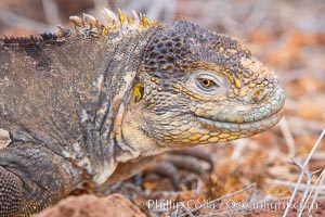 Galapagos land iguana, Conolophus subcristatus, North Seymour Island