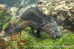 Marine iguana, underwater, forages for green algae that grows on the lava reef.
