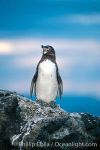 Galapagos penguin at sunset, Spheniscus mendiculus, Bartolome Island