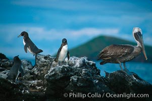 Galapagos penguin and brown pelican, Pelecanus occidentalis, Spheniscus mendiculus, James Island