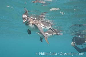 Galapagos penguin, underwater, swimming.  Bartolome Island, Spheniscus mendiculus