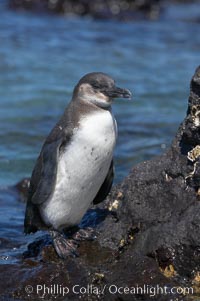 Galapagos penguin, perched on volcanic rocks.  Galapagos penguins are the northernmost species of penguin. Punta Albemarle, Spheniscus mendiculus, Isabella Island