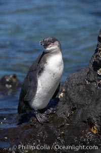 Galapagos penguin, perched on volcanic rocks.  Galapagos penguins are the northernmost species of penguin. Punta Albemarle, Spheniscus mendiculus, Isabella Island