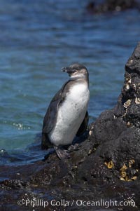 Galapagos penguin, perched on volcanic rocks.  Galapagos penguins are the northernmost species of penguin. Punta Albemarle, Spheniscus mendiculus, Isabella Island