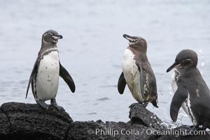 Galapagos penguins, Spheniscus mendiculus, Bartolome Island