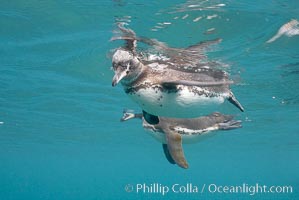 Galapagos penguin, underwater, swimming.  Bartolome Island, Galapagos. Spheniscus mendiculus.