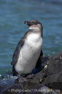 Galapagos penguin, perched on volcanic rocks.  Galapagos penguins are the northernmost species of penguin. Punta Albemarle, Spheniscus mendiculus, Isabella Island