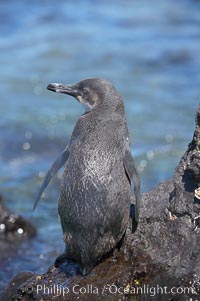 Galapagos penguin, perched on volcanic rocks.  Galapagos penguins are the northernmost species of penguin. Punta Albemarle, Spheniscus mendiculus, Isabella Island