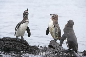 Galapagos penguins, Spheniscus mendiculus, Bartolome Island