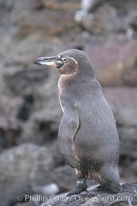 Galapagos penguin, Spheniscus mendiculus, Bartolome Island