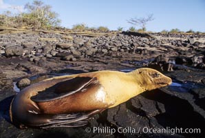 Galapagos sea lion, Zalophus californianus wollebacki, Zalophus californianus wollebaeki, James Island