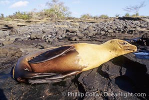 Galapagos sea lion, Zalophus californianus wollebacki, Zalophus californianus wollebaeki, James Island