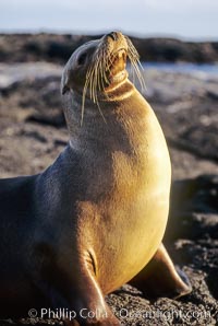 Galapagos sea lion. James Island, Galapagos Islands, Ecuador, Zalophus californianus wollebacki, Zalophus californianus wollebaeki, natural history stock photograph, photo id 01638