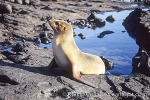 Galapagos sea lion, Zalophus californianus wollebacki, Zalophus californianus wollebaeki, James Island