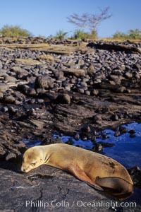 Galapagos sea lion, Zalophus californianus wollebacki, Zalophus californianus wollebaeki, James Island