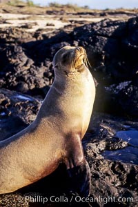 Galapagos sea lion, Zalophus californianus wollebacki, Zalophus californianus wollebaeki, James Island