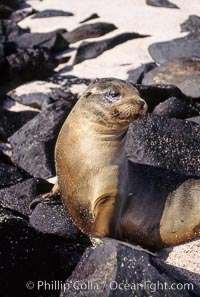 Galapagos sea lion pup, Punta Suarez, Zalophus californianus wollebacki, Zalophus californianus wollebaeki, Hood Island