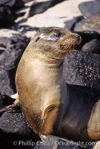 Galapagos sea lion pup, Punta Suarez, Zalophus californianus wollebacki, Zalophus californianus wollebaeki, Hood Island