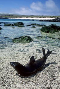 Galapagos sea lion pup, Punta Suarez, Zalophus californianus wollebacki, Zalophus californianus wollebaeki, Hood Island