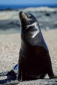 Galapagos sea lion, Punta Espinosa, Zalophus californianus wollebacki, Zalophus californianus wollebaeki, Fernandina Island