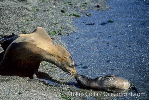 Galapagos sea lion mother and pup, Punta Espinosa, Zalophus californianus wollebacki, Zalophus californianus wollebaeki, Fernandina Island