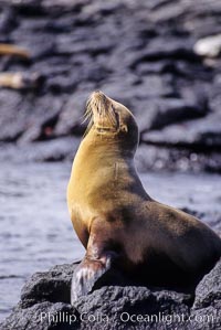 Galapagos sea lion,  South Plaza Island, Zalophus californianus wollebacki, Zalophus californianus wollebaeki