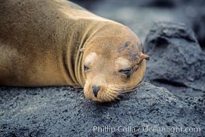 Galapagos sea lion,  South Plaza Island, Zalophus californianus wollebacki, Zalophus californianus wollebaeki