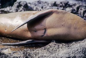 Galapagos sea lion with shark bite,  South Plaza Island. Galapagos Islands, Ecuador, Zalophus californianus wollebacki, Zalophus californianus wollebaeki, natural history stock photograph, photo id 01682