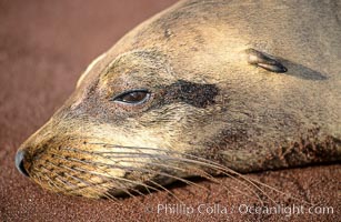 Galapagos sea lion.