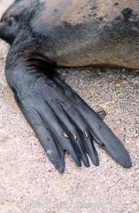 Galapagos sea lion, hind flipper detail, Zalophus californianus wollebacki, Zalophus californianus wollebaeki, Sombrero Chino