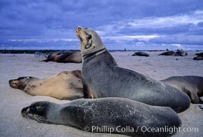 Galapagos sea lion. Mosquera Island, Galapagos Islands, Ecuador, Zalophus californianus wollebacki, Zalophus californianus wollebaeki, natural history stock photograph, photo id 02258