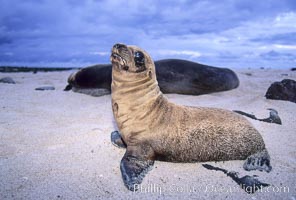 Galapagos sea lion, Zalophus californianus wollebacki, Zalophus californianus wollebaeki, Mosquera Island