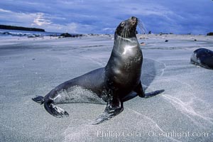 Galapagos sea lion, Zalophus californianus wollebacki, Zalophus californianus wollebaeki, Mosquera Island