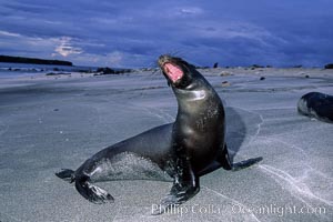 Galapagos sea lion. Mosquera Island, Galapagos Islands, Ecuador, Zalophus californianus wollebacki, Zalophus californianus wollebaeki, natural history stock photograph, photo id 02262
