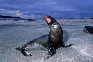 Galapagos sea lion, Zalophus californianus wollebacki, Zalophus californianus wollebaeki, Mosquera Island