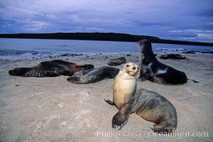 Galapagos sea lion, Zalophus californianus wollebacki, Zalophus californianus wollebaeki, Mosquera Island
