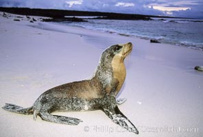 Galapagos sea lion. Mosquera Island, Galapagos Islands, Ecuador, Zalophus californianus wollebacki, Zalophus californianus wollebaeki, natural history stock photograph, photo id 02264