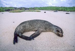 Galapagos sea lion, Zalophus californianus wollebacki, Zalophus californianus wollebaeki, Mosquera Island