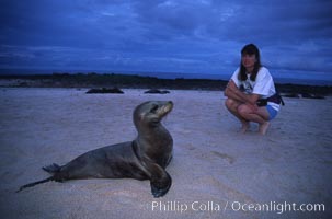 Admiring a young Galapagos sea lion, Mosquera island, Zalophus californianus wollebacki, Zalophus californianus wollebaeki, Mosquera Island