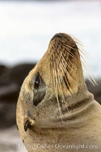 Galapagos sea lion, whiskers. Galapagos Islands, Ecuador, Zalophus californianus wollebacki, Zalophus californianus wollebaeki, natural history stock photograph, photo id 10091