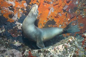 Galapagos sea lion, Zalophus californianus wollebacki, Zalophus californianus wollebaeki, Gordon Rocks