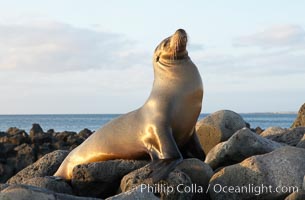 Galapagos sea lion on volcanic rocks, sunset.